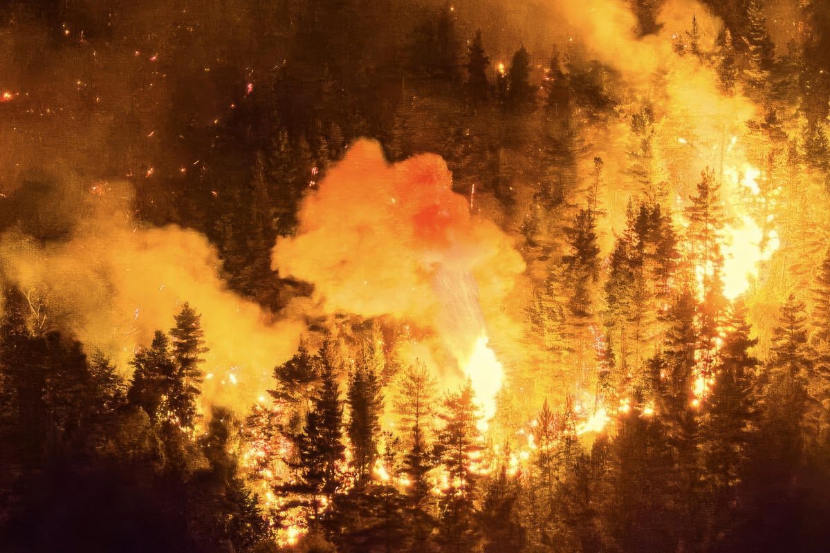 Warecki: Plan Andinia – reaktywacja