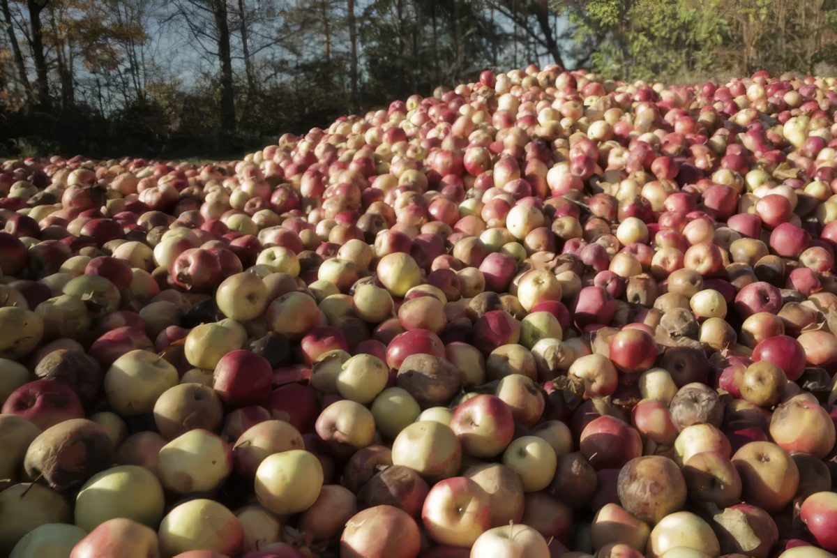 Jankowski: Polskie jabłko zgnije na wojnie