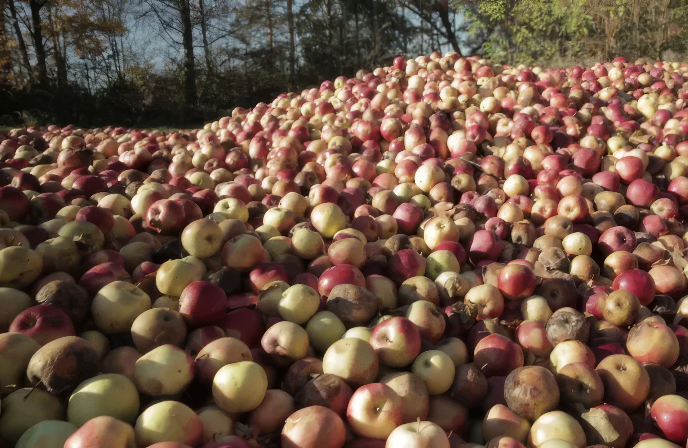 Jankowski: Polskie jabłko zgnije na wojnie
