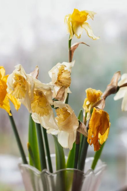Zwiędłe żonkile, czyli niewygodna prawda o powstaniu w getcie
